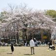 美しが丘公園　桜も満開