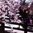 桜撮り